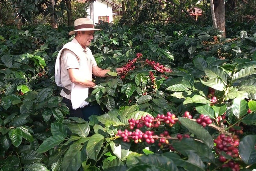 Turismo hacienda cafetera