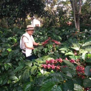 Coffee Tour Hacienda Coloma